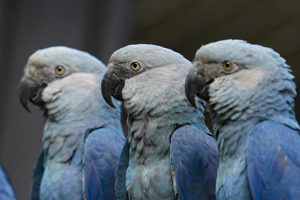 Spix's Macaws perch inside a cage at the Sao Paulo Zoo in Brazil, Friday, May 3, 2024. (AP Photo/Andre Penner)