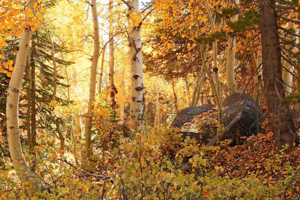 Carolyn Silva of Jackson used a Nikon D7500 DSLR camera to photograph an aspen tree grove along Highway 88 near Red Lake, California.