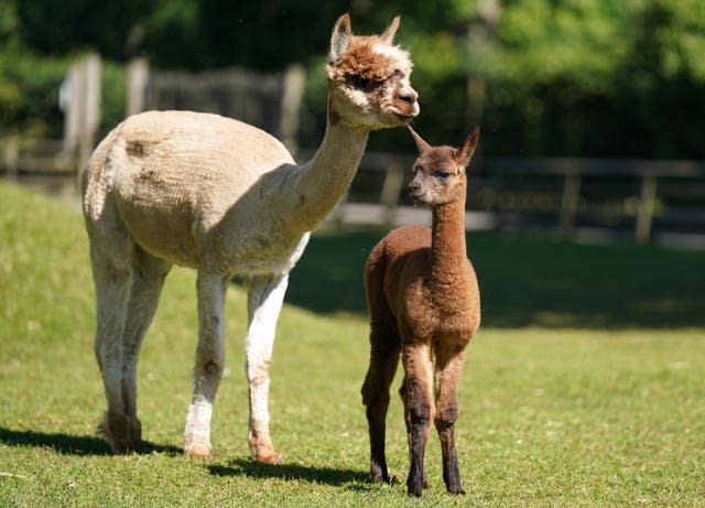 Baby alpaca at Blair Drummond Safari Park