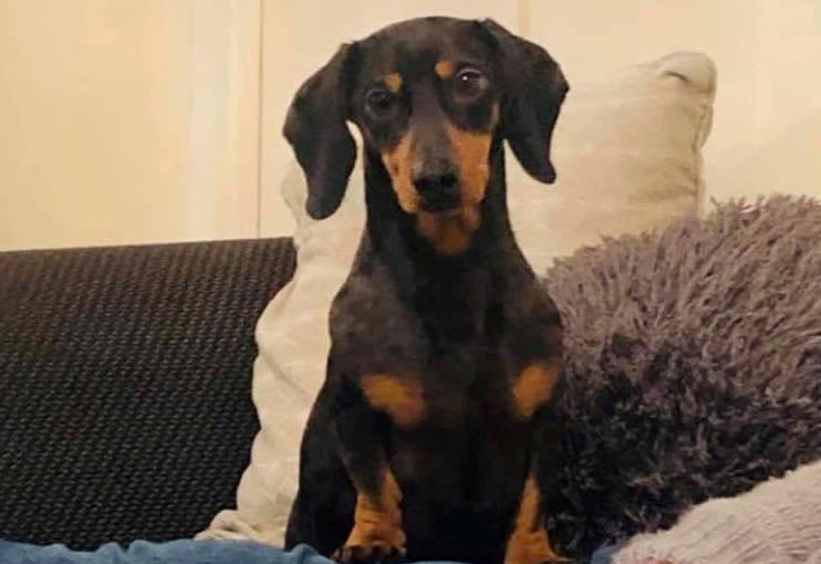 Frank the daschund jumped on a bus and made an 18-mile trip to the seaside on his own. (Picture: SWNS)