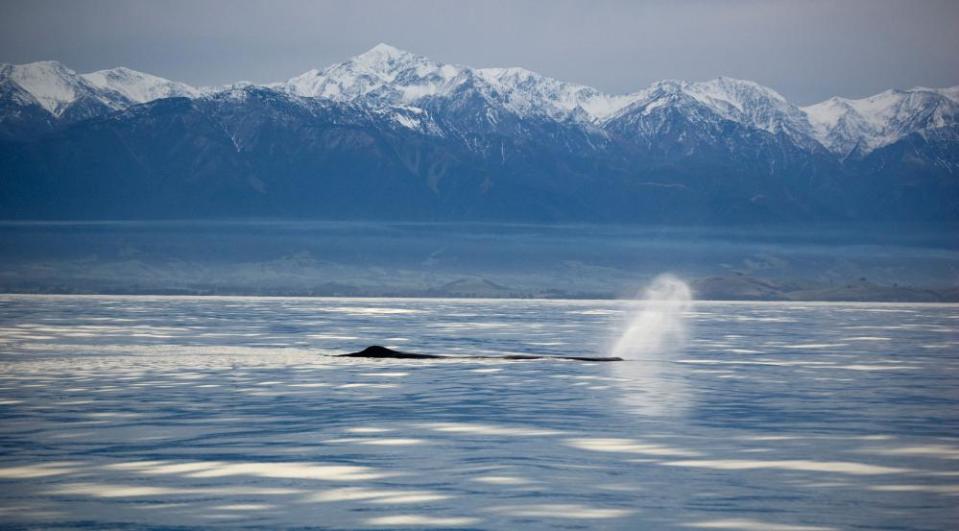 A sperm whale spouting off the coast of Kaikoura, New Zealand.