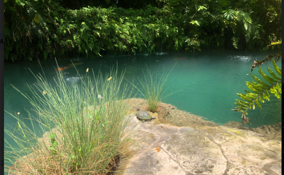 A turtle basks in the sun at Patch of Heaven Sanctuary in Miami