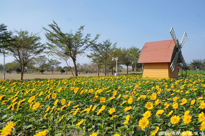 向日葵黃澄澄花海（圖片來源：Yahoo奇摩旅遊駐站達人 珍妮佛的花草呢喃）