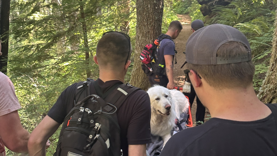 PHOTOS: Dog rescued from Saddle Mountain trail after injuring paws