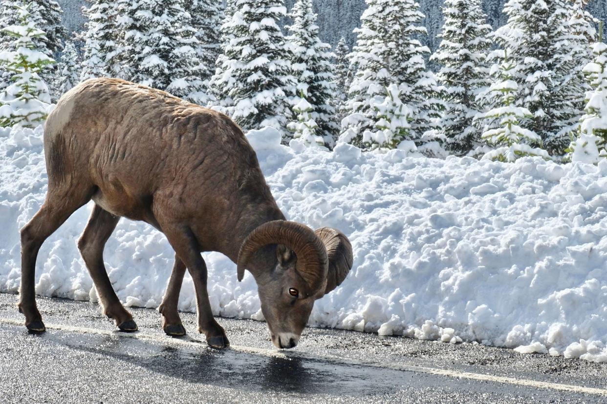 Idaho Man Fined $10,000 For Taking Roadkilled Sheep Head Off Montana Highway photo