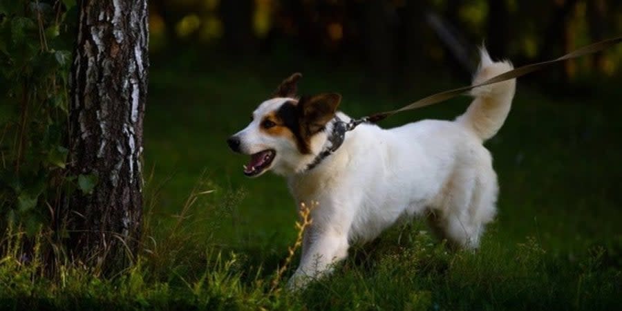Former Ukrainian president Poroshenko has shared photos of a dog he adopted from Kherson