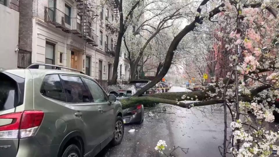 Traffic was cut off on the block after the tree toppled over. Maris via Storyful