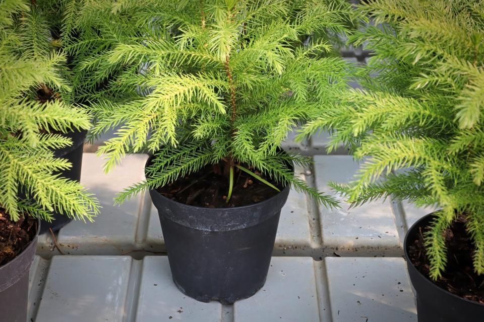 Closeup of a green potted norfolk pine plant