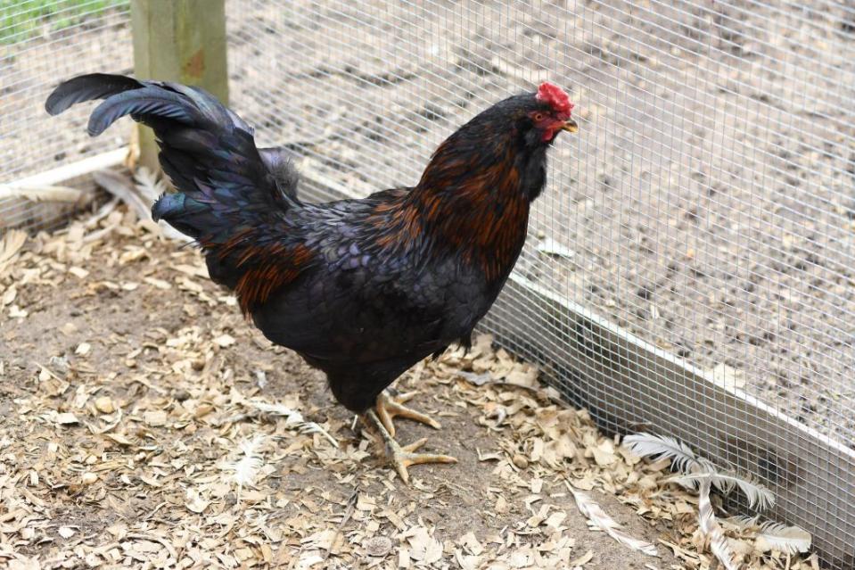 Residents in the Hamptons are feuding with a noisy rooster. Doug Kuntz