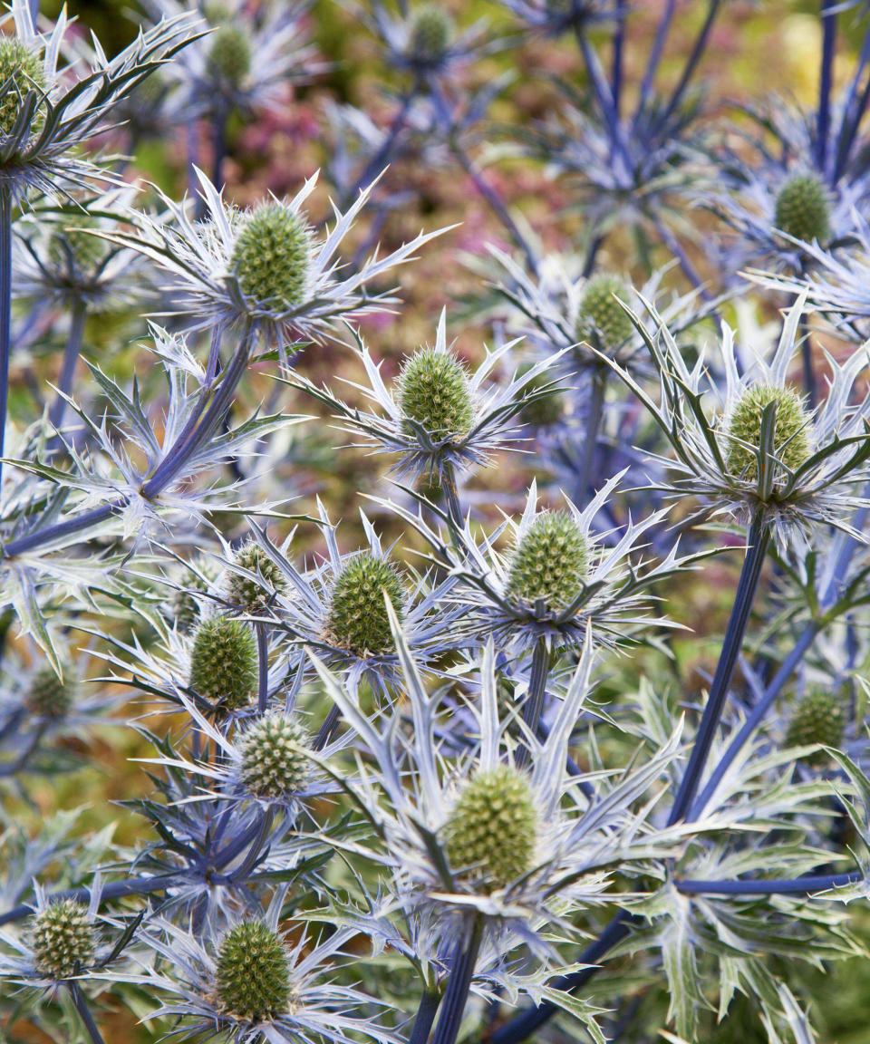 SEA HOLLY (ERYNGIUM X ZABELLII ‘BLUE WAVES’)