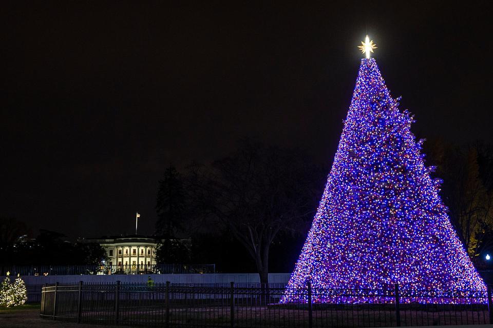 <p>The National Christmas Tree lit up in 2020 </p>Getty Images