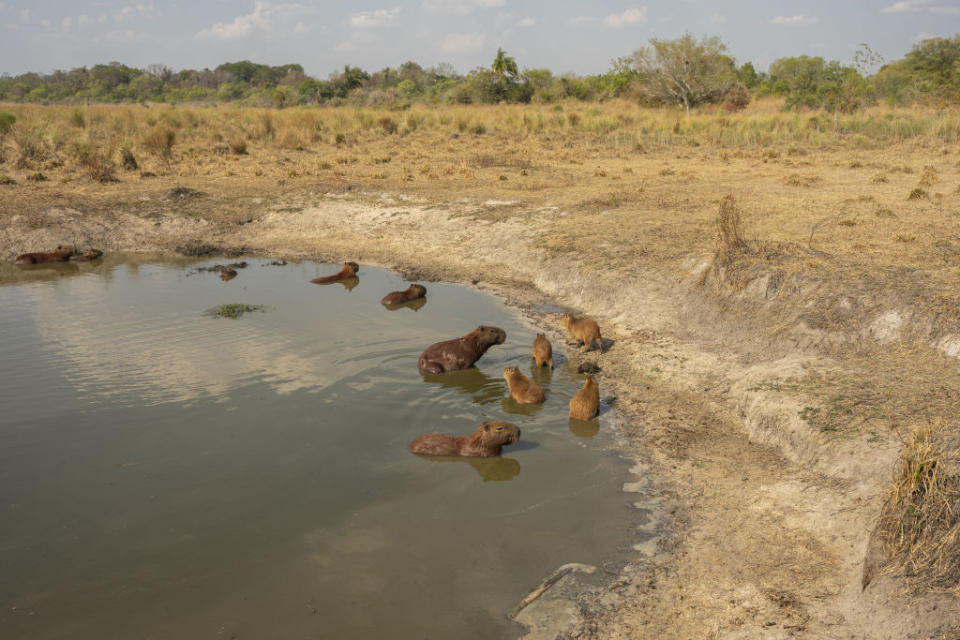 Capybaras in one of the few remaining places with water following wildfires in the Ibera Wetlands, Corrientes province, Argentina, on Sunday, Feb. 27, 2022.<span class="copyright">Sebastian Lopez Brach—Bloomberg/ Getty Images</span>