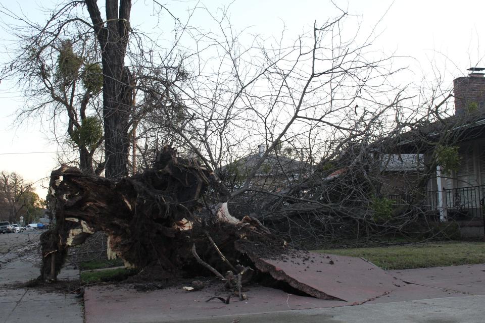 A tree fell due to high winds at a house on North Argonaut Street in Stockton on Sunday, Jan. 1, 2023.