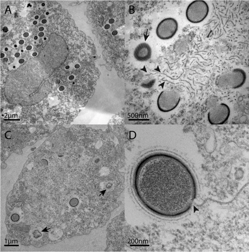 mollivirus