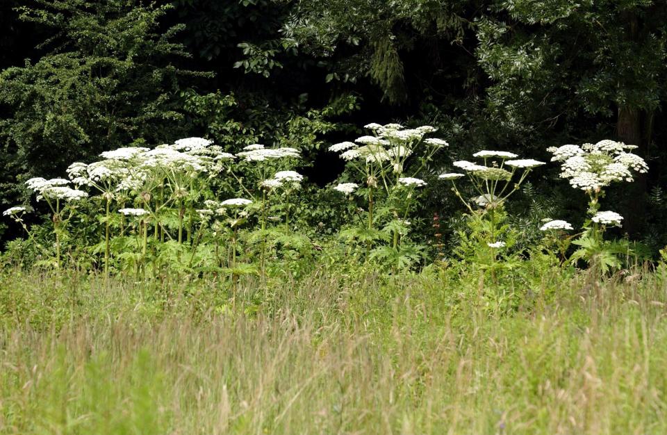 Hogweed is spreading in the US, and caused serious burns on a 17-year-old boy. (Photo: Getty Images)