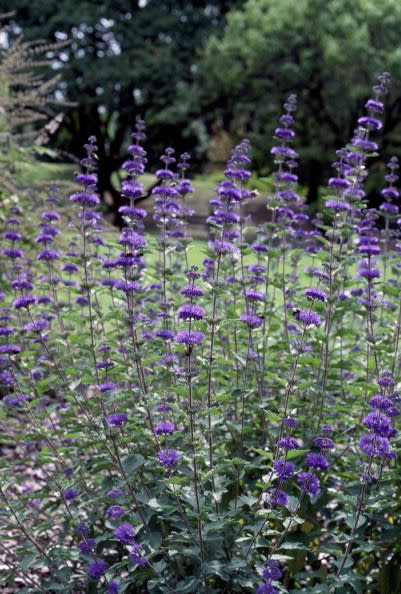 Sunshine blue bluebeard, Lamiaceae