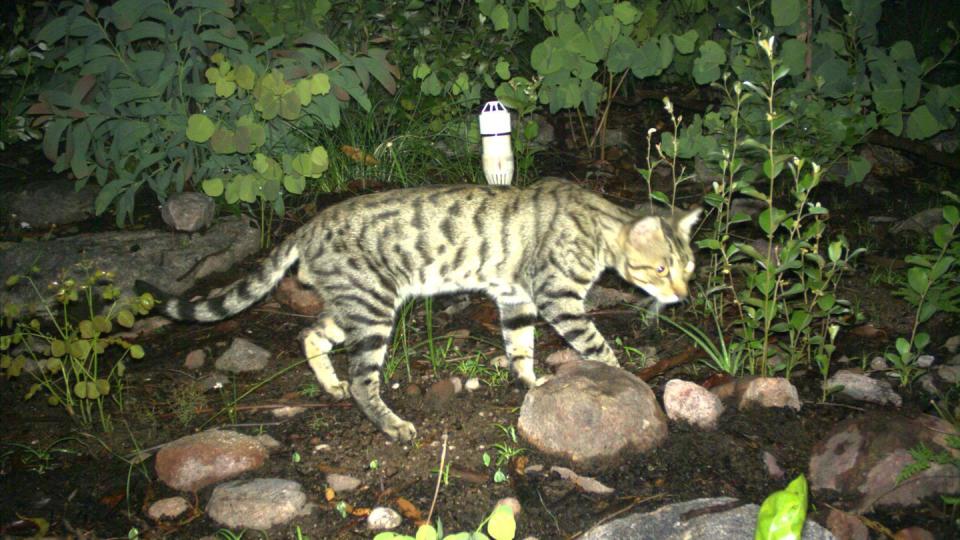 Tierische Einwanderer gefährden heimische Arten. Foto: Northern Territory Government