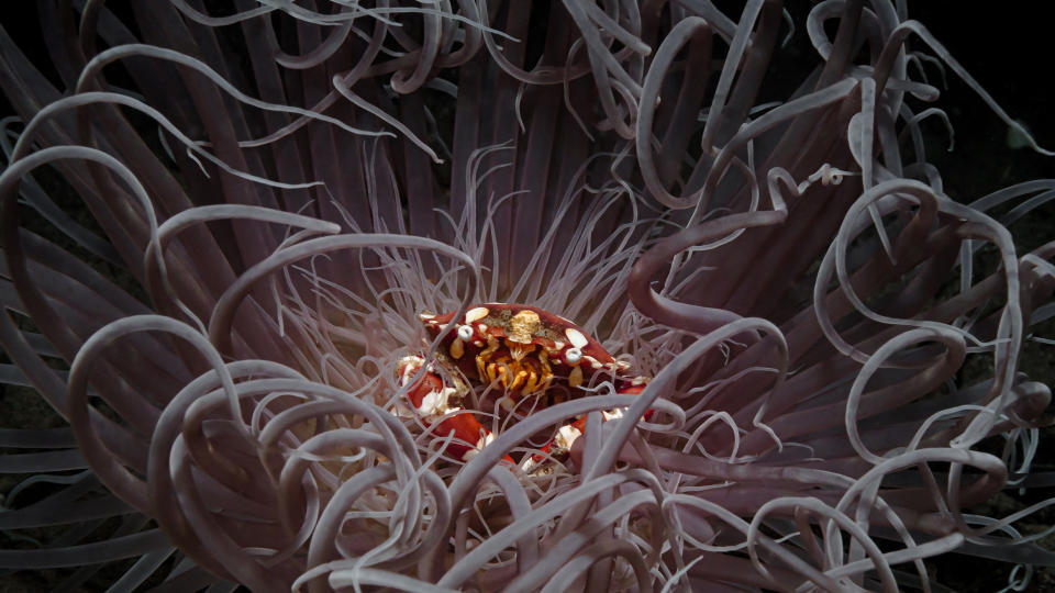 A crab sits in the center of a sea anemone as it sways in ocean current.