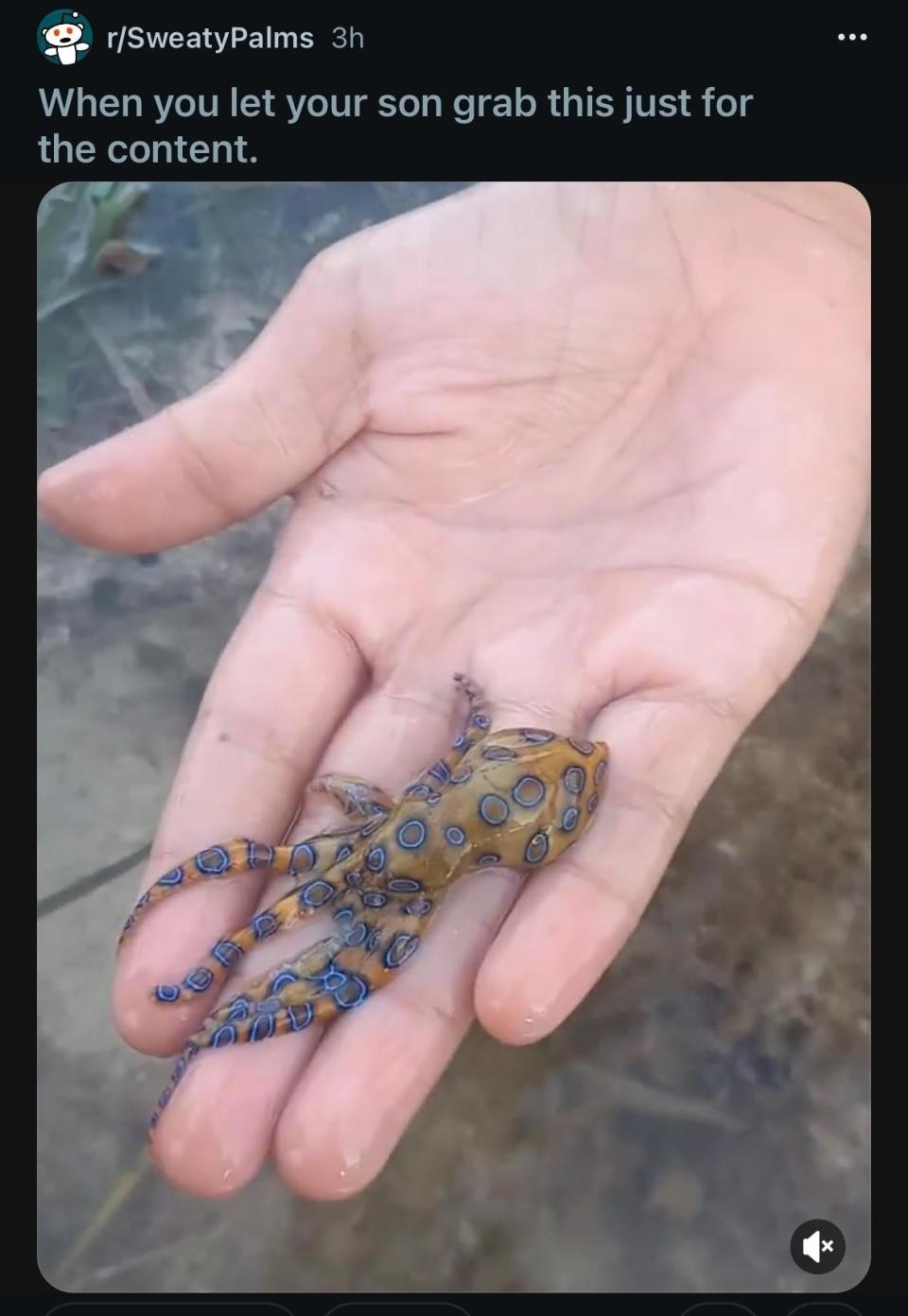 A hand holding a small blue-ringed octopus, with the caption "When you let your son grab this just for the content"