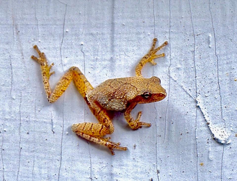 This April proved to offer prime weather conditions for frogs like the spring peeper.