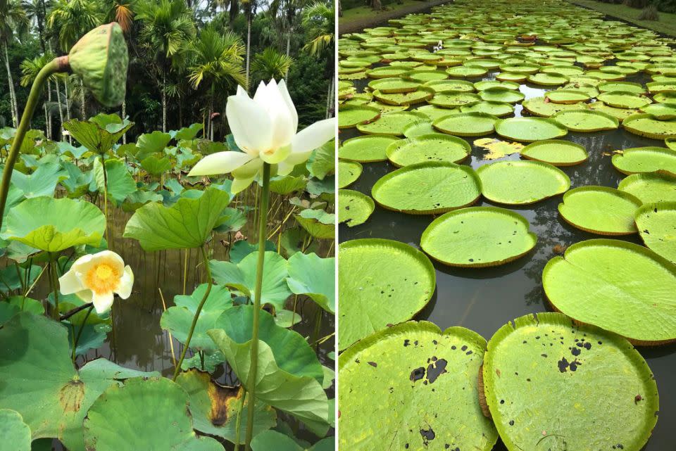 The Sir Seewoosagur Ramgoolam Botanical Gardens were absolutely magical. These are lotus flowers on the left, and giant water lilies on the right - which I was told, are big enough to support the weight of a baby. Photo: Be