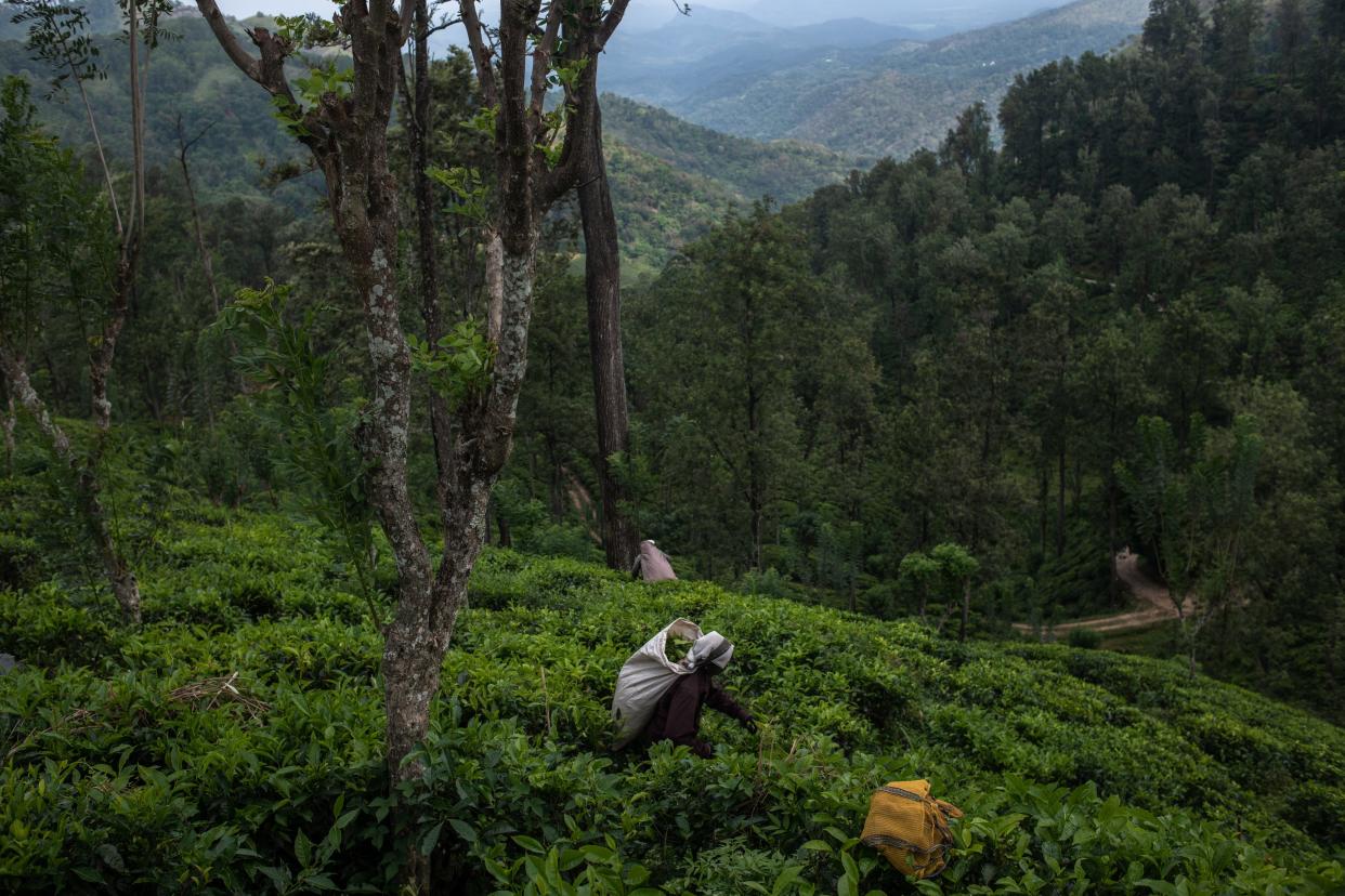 Workers pluck tea leaves at a tea garden on May 31, 2023 in Ella, Sri Lanka.