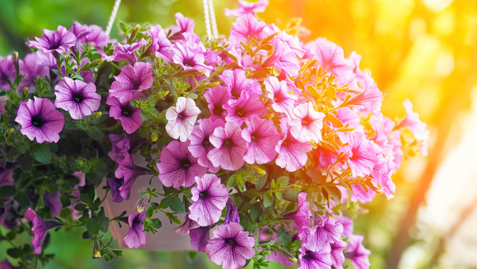 A hanging basket full of flowers