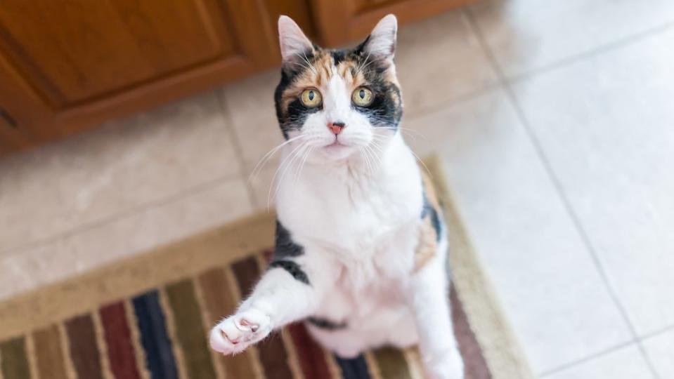 Cat standing with paws out