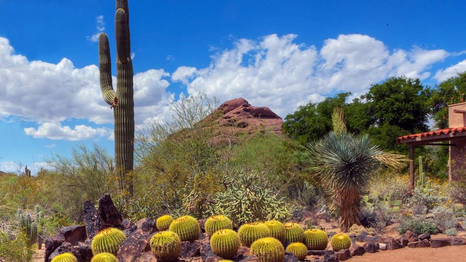 desert botanical garden