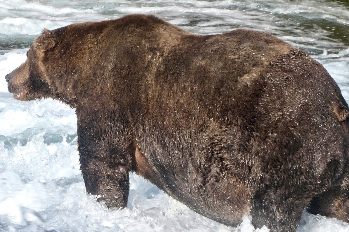 A European Brown Bear  (via REUTERS)