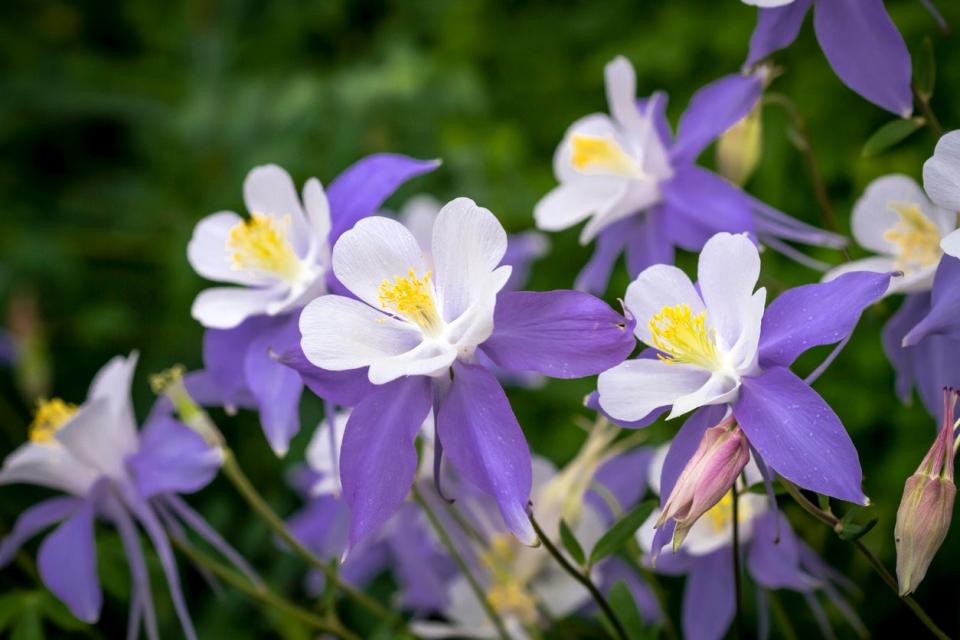 Blooming Blue Columbine Wildflower