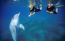 <p>Skip the dolphinarium and opt for an open-ocean encounter with wild Red Sea dolphins off the tip of the Sinai Peninsula in Sharm El Sheikh. Tourists can also <a rel="nofollow noopener" href="http://www.travelandleisure.com/animals/swimming-with-dolphins-hawaii" target="_blank" data-ylk="slk:swim with wild dolphins in Hawaii;elm:context_link;itc:0;sec:content-canvas" class="link ">swim with wild dolphins in Hawaii</a>, though proposed regulations may forbid such experiences in the future.</p>