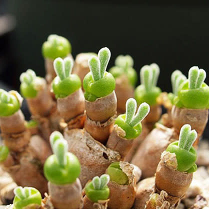 Seeds Cactus