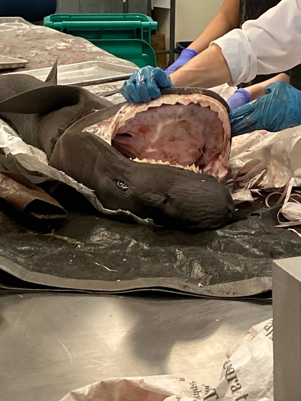 Experts dissect a sixgill shark on a Washington State Department of Fish and Wildlife lab table. They determined she likely made a meal of someone’s bait and was killed during the release process.