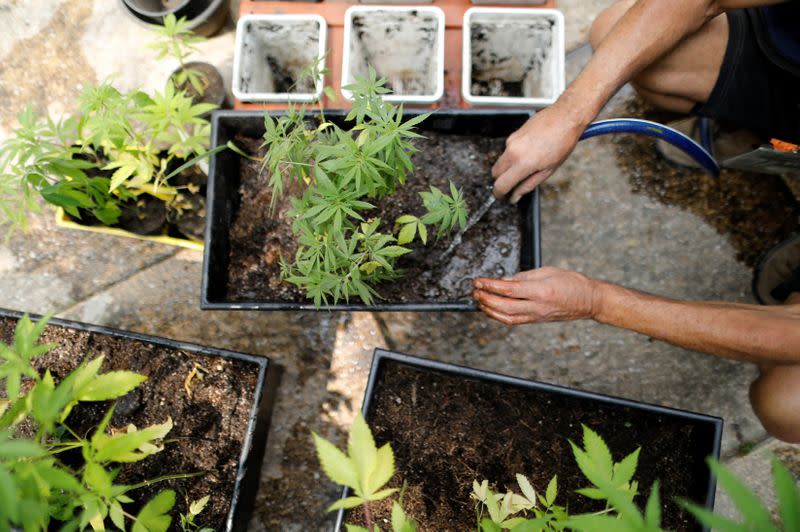 Cannabis garden next to Mexico's Senate building in a call for legalization