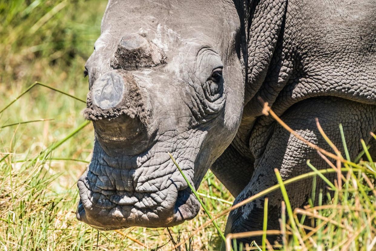 Rinoceronte blanco descornado por los guardaparques para protegerlo de los cazadores furtivos en la Reserva de Moremi​ en Botsuana (África). <a href="https://www.shutterstock.com/es/image-photo/white-rhino-dehorned-by-rangers-protect-764575375" rel="nofollow noopener" target="_blank" data-ylk="slk:LouieLea / Shutterstock;elm:context_link;itc:0;sec:content-canvas" class="link ">LouieLea / Shutterstock</a>