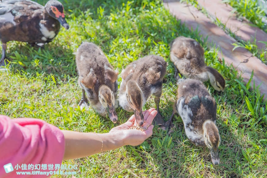 宜蘭｜可達休閒羊場