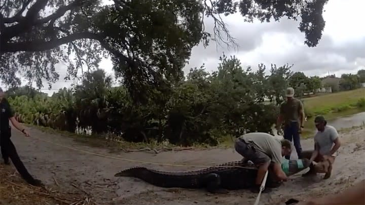 Alligator wrangling