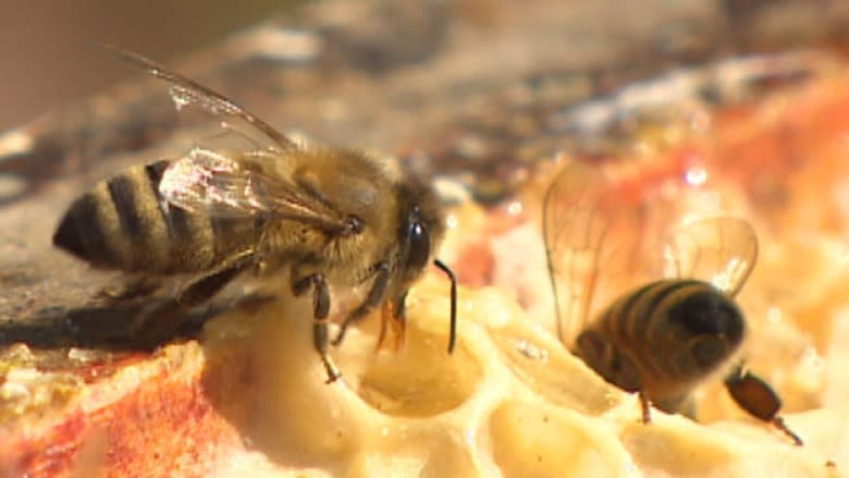 Want to keep N.L. bees healthy? Stop imports, says beekeepers group