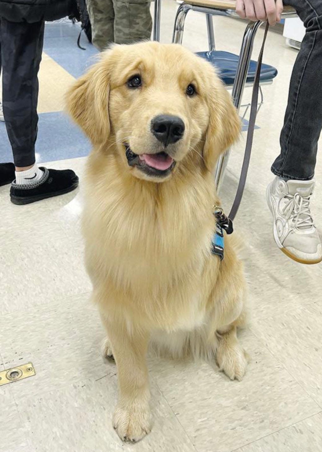 Trilogy, a facility therapy dog in training, is being used to inspire and comfort others. The 2-year-old golden retriever was born with only three legs.