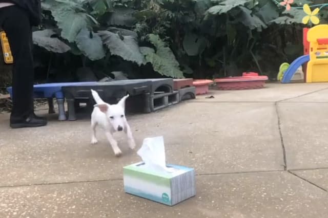 Jack Russell puppy learns how to fetch a tissue over and over again