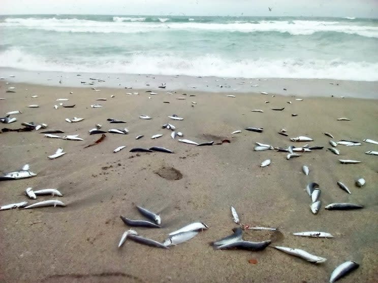 Beachgoers in Cornwall woke up to the bizarre sight of thousands of dead fish washed up on the shore