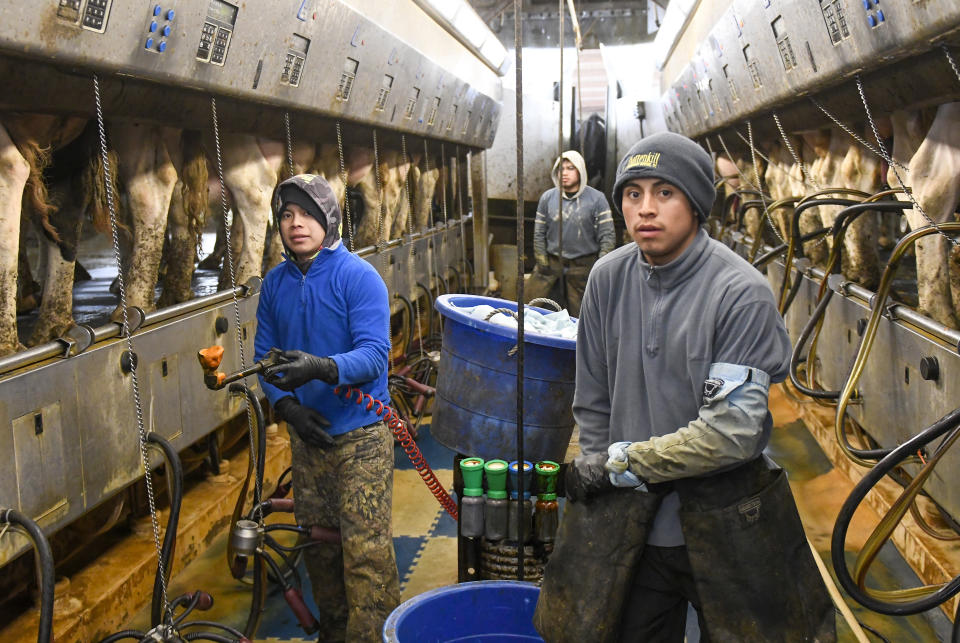 Farm workers pose for a portrait while milking dairy cows in the milking parlor at the Welcome Stock Farms Tuesday, Jan. 25, 2022, in Schuylerville, N.Y. Some workers and their advocates say the change would bring long-delayed justice to agricultural workers in New York. But the prospect is alarming farmers. (AP Photo/Hans Pennink)