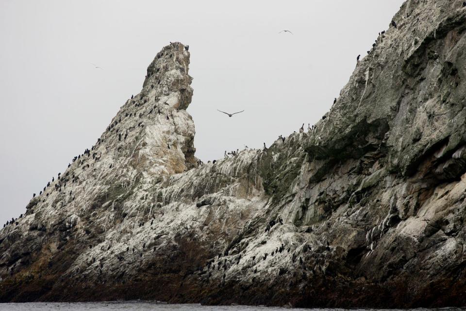 Bewohner der Farallon Islands