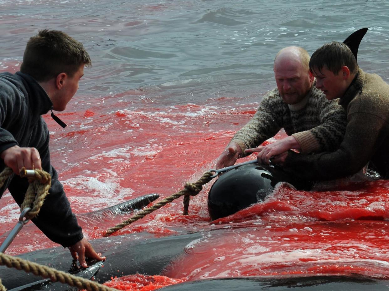 Fishermen and volunteers pull on the shore pilot whales they killed during a hunt, as blood turned the sea red: AFP via Getty Images