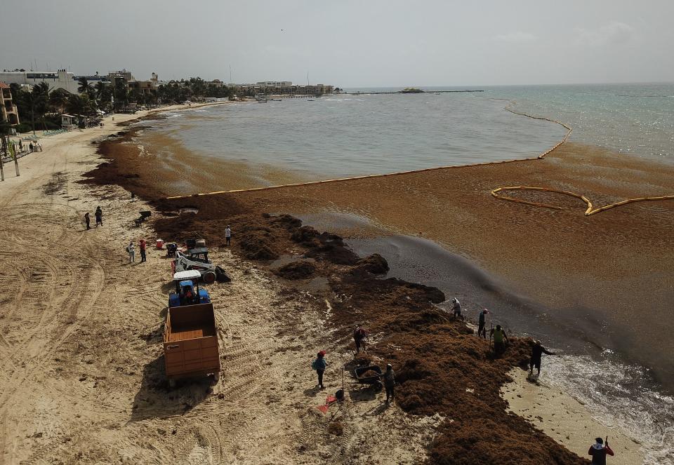 SOLIDARIDAD, QUINTANA ROO, 12JULIO2019.- Toneladas de sargazo son retiradas diariamente en Playa del Carmen, uno de los destinos turísticos que más afectados se han visto con este fenómeno natural. Trabajadores realizan la labor desde las seis de la mañana y hasta por doce horas. Retiran el alga con azadones y no se utiliza maquinaria pesada para erosionar lo menos posible la playa. FOTO: ISAAC ESQUIVEL /CUARTOSCURO.CON