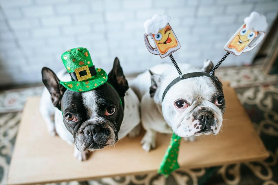 two dogs dressed up for Saint Patrick&#39;s Day