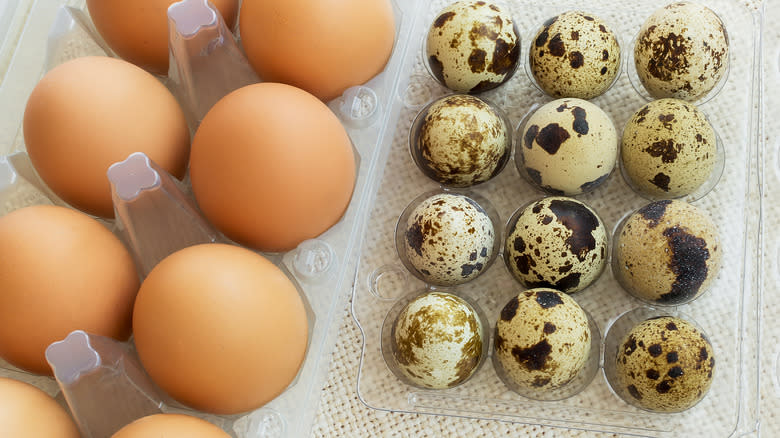 quail and chicken eggs in cartons