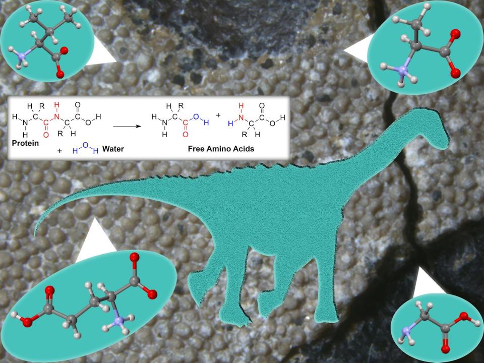 A silhouette of a titanosaur, a dinosaur with a long neck and stocky legs, as well as ball-and-stick models of four amino acids and a figure depicting the chemical reaction in which protein and water break down into free amino acids.