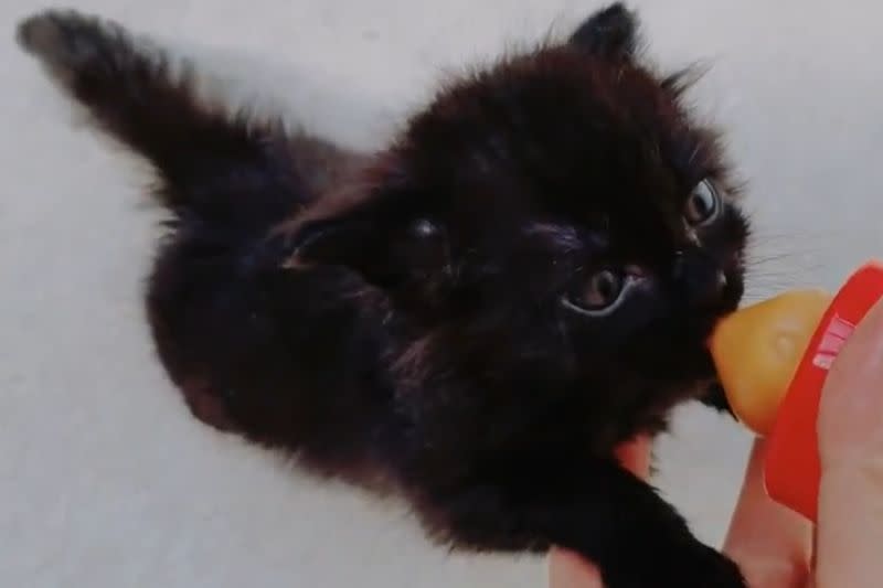 ▲小黑貓非常認真的喝奶，尾巴處還出現了小小的可愛反應。（圖／Twitter：Spaykitaq）
